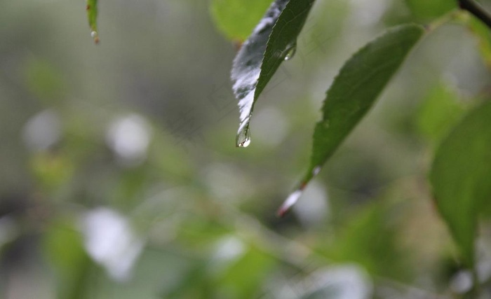 露珠图片