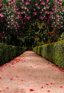 菜鸟图库中国最大的免费素材网站