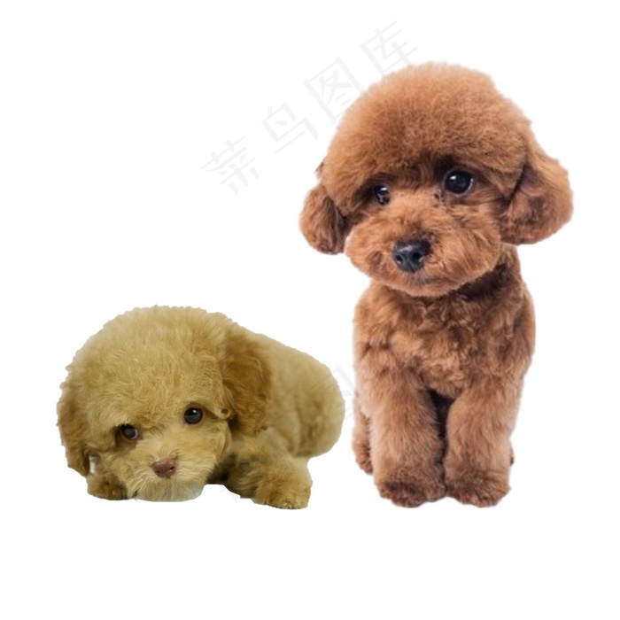 狗狗免抠素材PSD分层