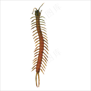 卡通蜈蚣动物图片海报素材
