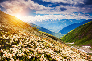 美丽山脉鲜花风景