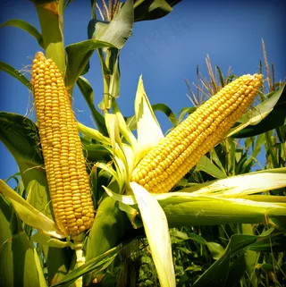 玉米图片素材JPG