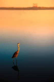 宁静湖面上的仙鹤