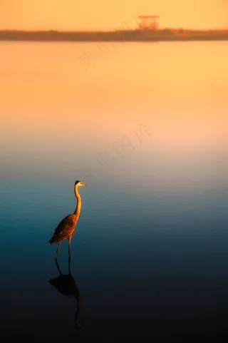 宁静湖面上的仙鹤