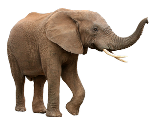 大象免抠png动物透明图层素材