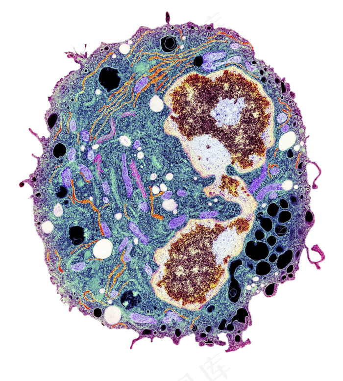 皮肤层组织结构PNG免扣素材