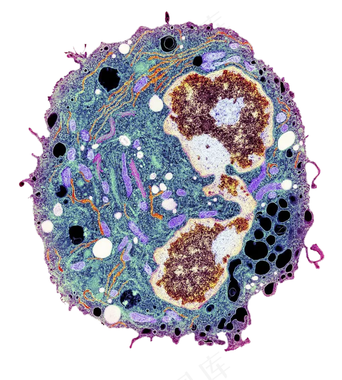皮肤层组织结构PNG免扣素材(1200X6522(DPI:299))psd模版下载