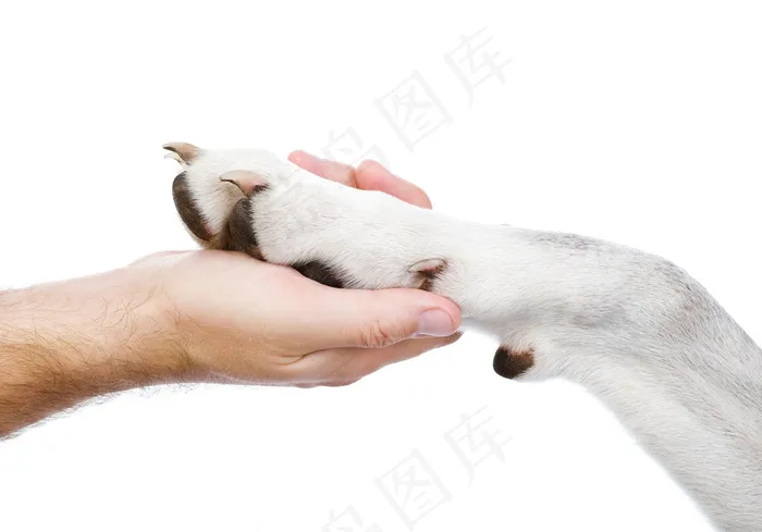 和人握手的小狗图片