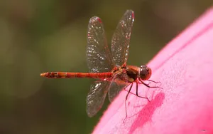 蜻蜓曼舞