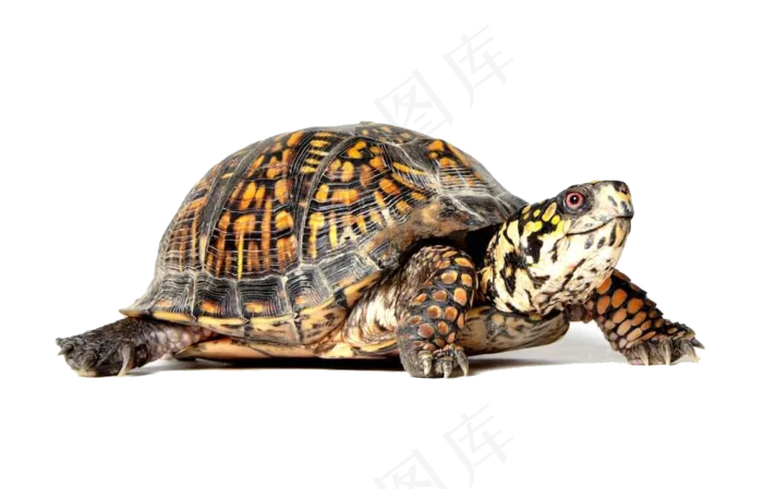 正在走路的乌龟免抠png透明素材
