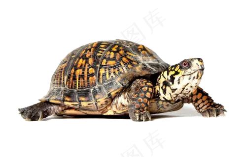 正在走路的乌龟免抠png透明素材 正在走路的乌龟免抠png透明素材