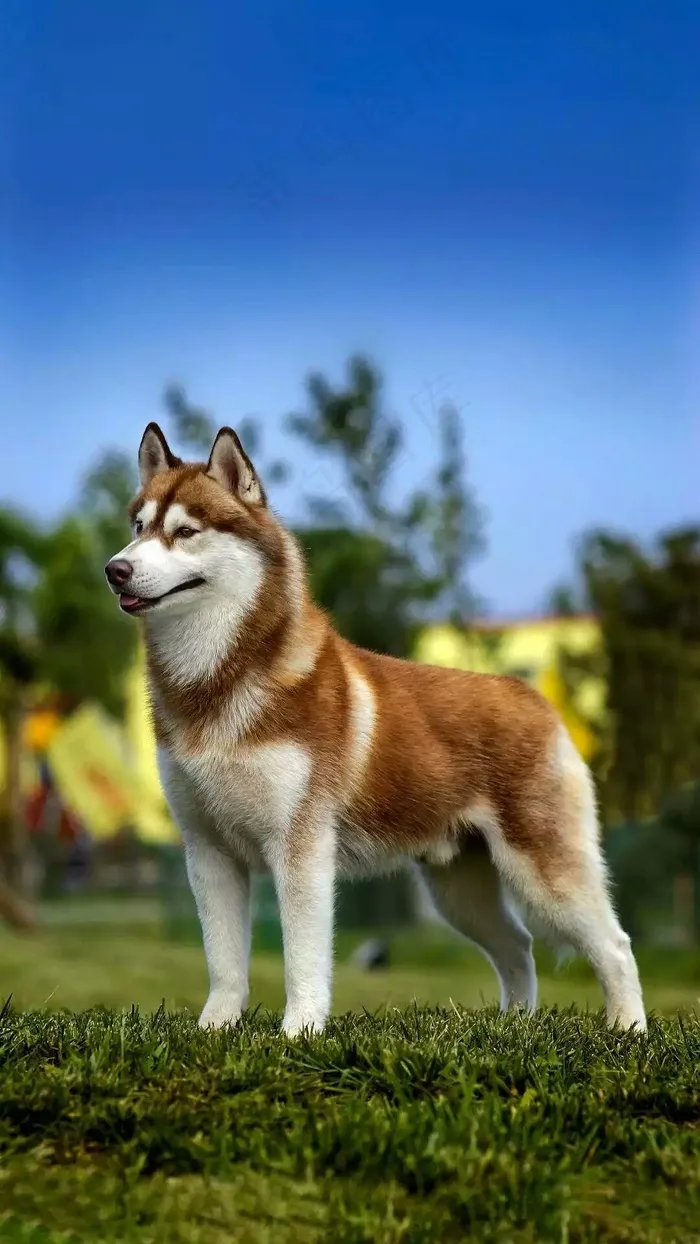 狗狗高清摄影图片