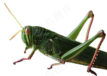 蝗虫免抠素材PSD分层