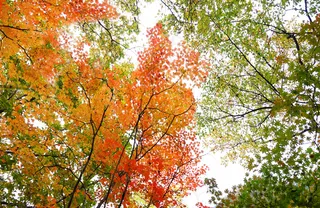 枫叶树顶立体吊顶天顶壁画