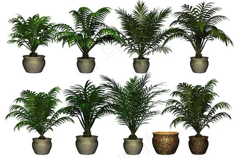 棕榈图片 棕榈图片