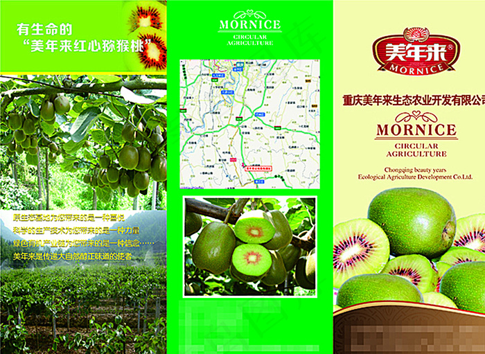 红心猕猴桃宣传三折页图片