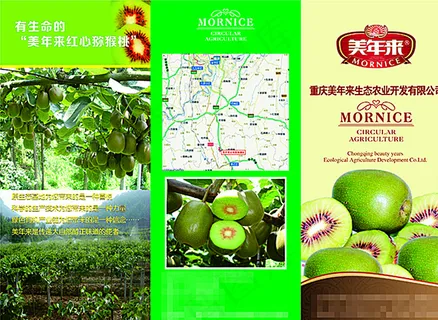 红心猕猴桃宣传三折页图片