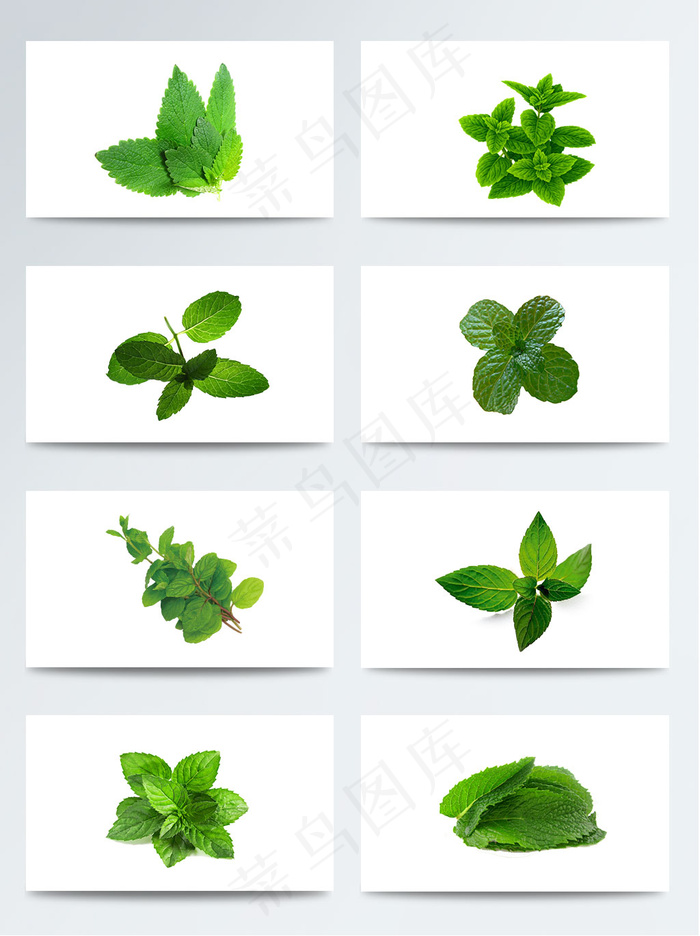 高清薄荷叶子PNG元素图