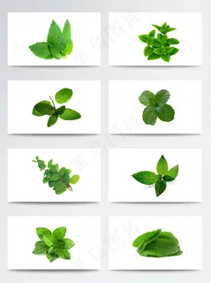 高清薄荷叶子PNG元素图