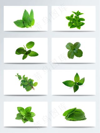 高清薄荷叶子PNG元素图