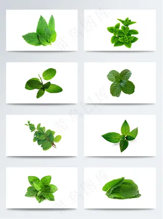 高清薄荷叶子PNG元素图