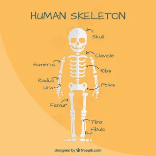 平面设计中的人体骨骼