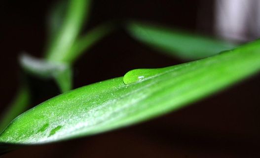 翠竹幽静 水滴晶莹图片