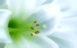 微距花朵背景素材