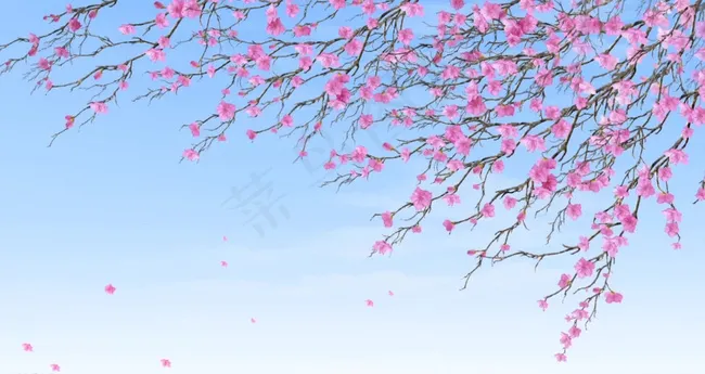 飘荡的樱花