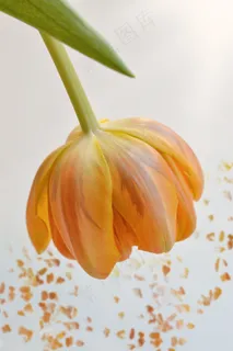 春天的花 春天的花