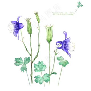 花瓣一丝一丝的