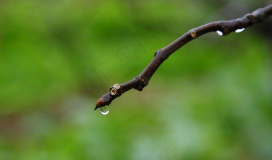 雨后树芽 水滴图片