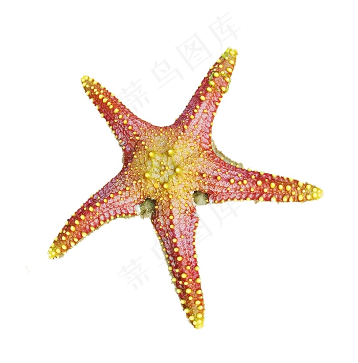 海星免抠素材PSD分层