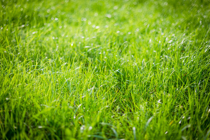 草地上的水珠图片