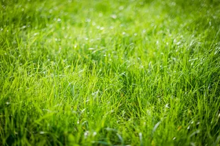 草地上的水珠图片