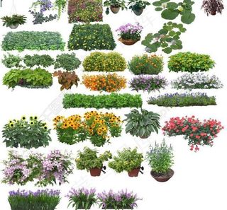 花 效果图素材图片