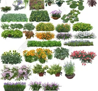 花 效果图素材图片