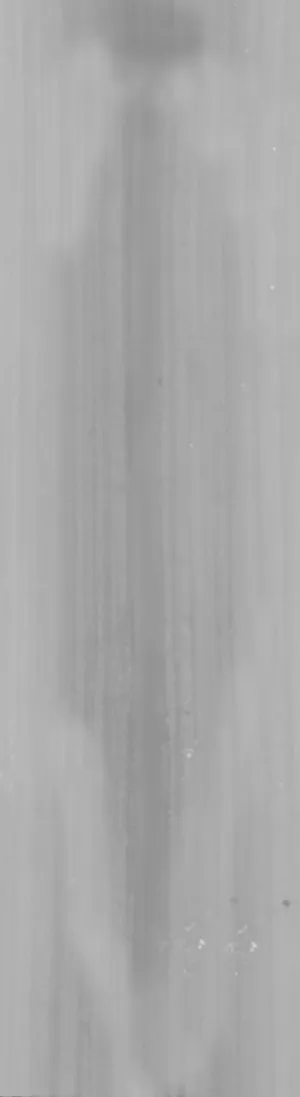 Fern 蕨类植物 Fern 蕨类植物