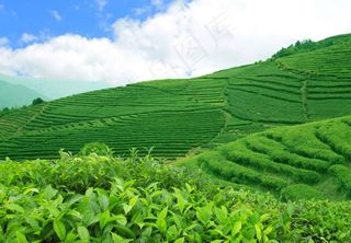绿色的茶园图片