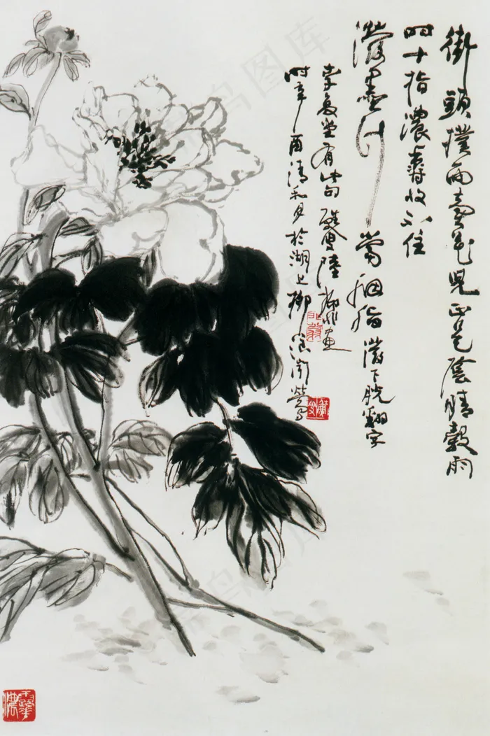 墨牡丹 图.