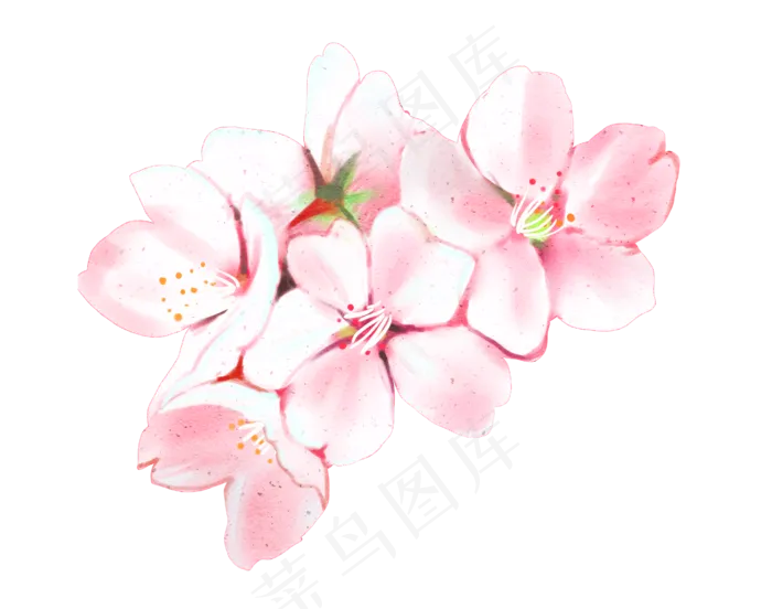 粉色樱花花朵绿色