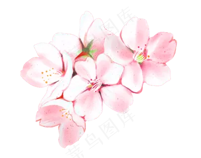 粉色樱花花朵绿色 粉色樱花花朵绿色