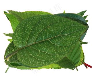 树叶 树叶素材 树叶纹理 绿色