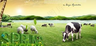 春天奶牛