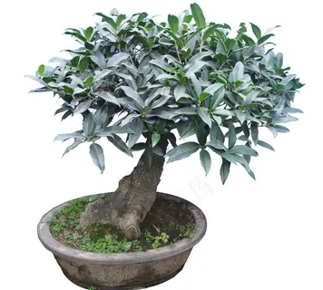 园林绿化桂花盆景图片 园林绿化桂花盆景图片