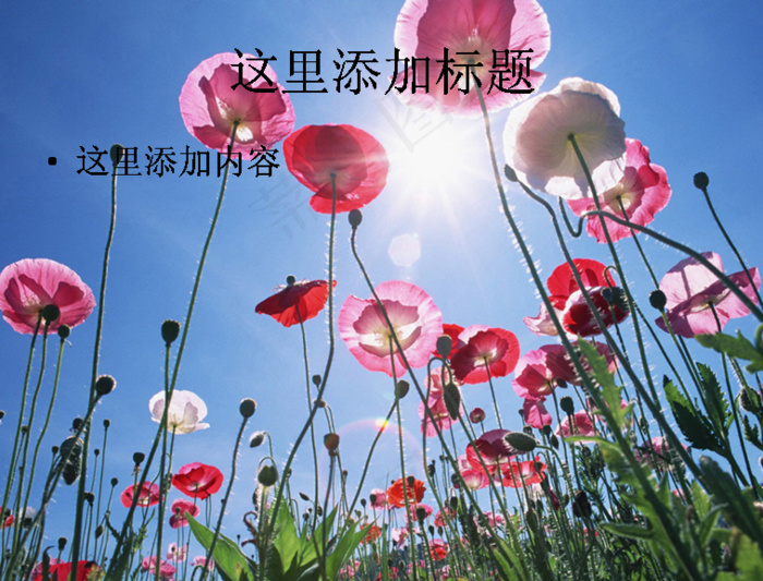 美丽的罂粟花(9)