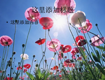 美丽的罂粟花(9)