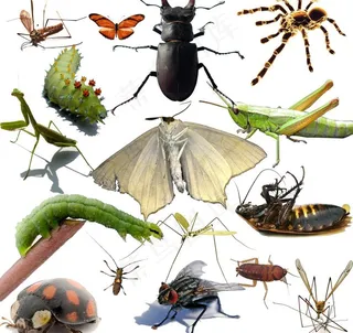 昆虫害虫图片