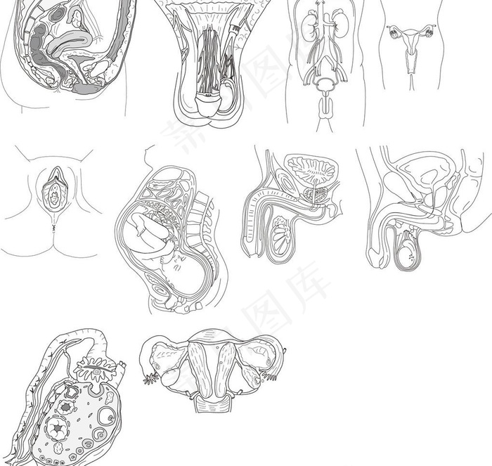 生殖器官图片