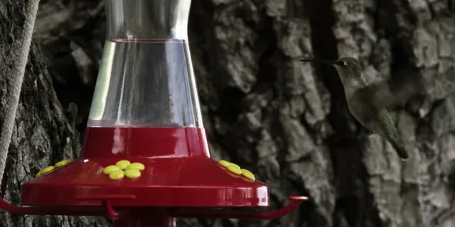 在喂鸟器4 4K超高清的蜂鸟 在喂鸟器4 4K超高清的蜂鸟
